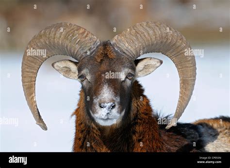 Mouflon (Ovis musimon, Ovis gmelini musimon, Ovis orientalis musimon ...