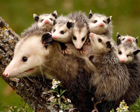 Amazon.com: Opossum Babies / Possum 8 x 10 GLOSSY Photo Picture IMAGE ...