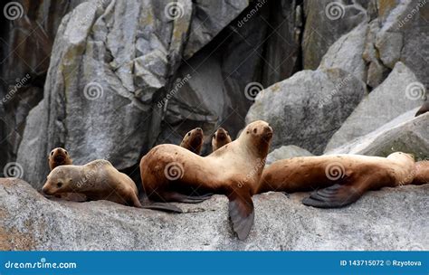 Sea Lions in the Kenai Fjords National Park, Alaska Stock Photo - Image ...