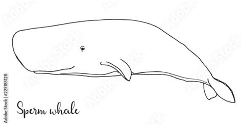 Hand drawn sperm whale. Vector illustration in sketch style. Stock ...