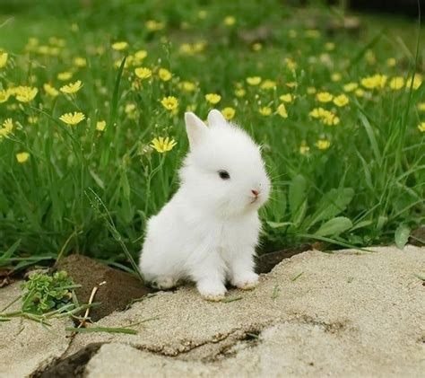 Cute White Baby Rabbit Wallpapers - Wallpaper Cave