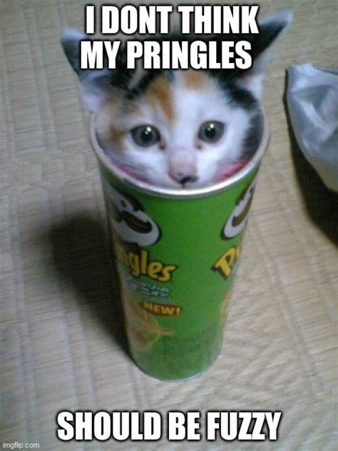 Funny Cute Kitten Meme