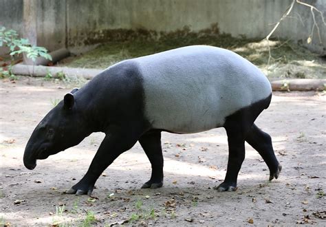 Malayan tapir - Wikipedia