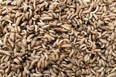 Insect Farming: The Sustainable Future of Food Production | Earth.Org