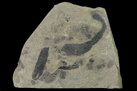 4.3" Rare Fossil Peanut Worm (Lecthaylus) Plate - Illinois (#142505 ...