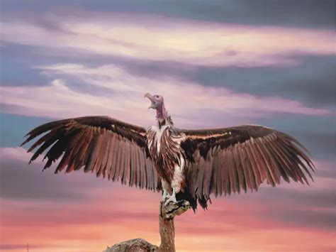 Vulture Symbolism And Meaning - Faith3