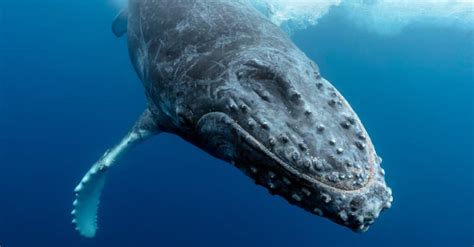 Humpback Whale Strangely Approached Diver, Turns out It Protecting Her ...