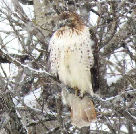 JUVENILE RED-TAILED HAWK - FeederWatch