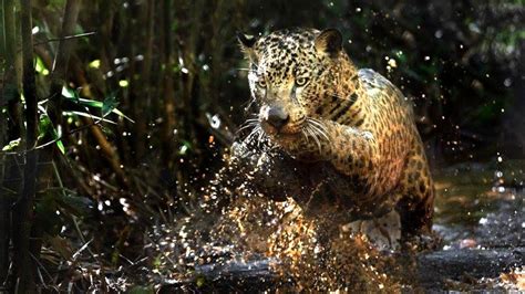 Jaguar Conservation Project (Panthera onca) - México