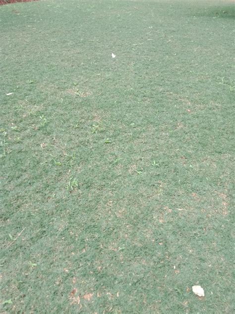 Rumput golf, Perkebunan di Carousell