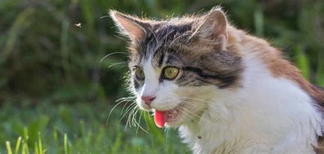 Heavy Breathing Cat - Causes And Solutions For Panting Cats