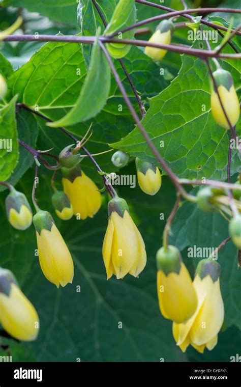 Yellow Wax Bells - Kirengeshoma palmata Stock Photo - Alamy