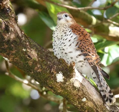 Mauritius kestrel conservation | ZSL