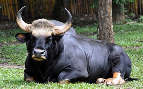 Gaur, Indian bison (Bos gaurus) | DinoAnimals.com