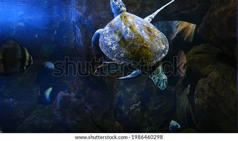 Damaged Turtle Shell Royalty-Free Images, Stock Photos & Pictures ...