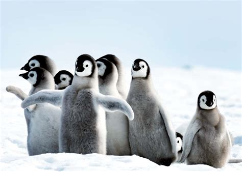 51 Baby Penguin Photos, Videos, and Facts That'll Have You Saying ...