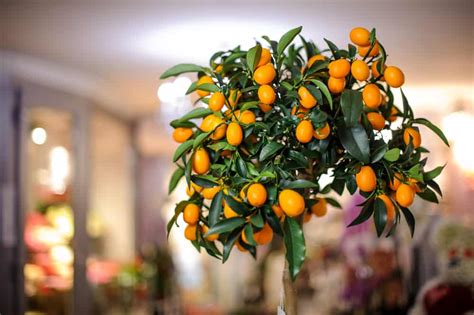 12 Fruit Trees You Can Grow Indoors For An Edible Yield