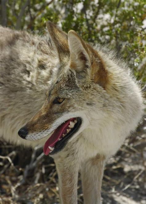 Coyote Teeth: Everything You Need to Know - IMP WORLD