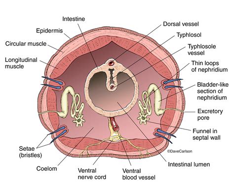 Earthworm Anatomy - Cross Section | Carlson Stock Art