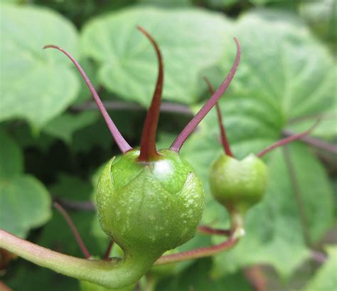 Kirengeshoma palmata - Urban Jungle Plant Nursery