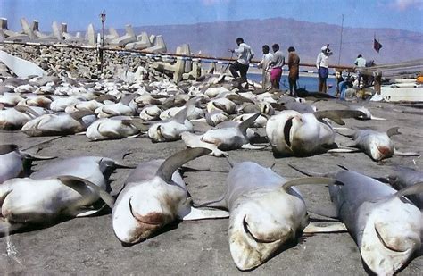 Australian restaurants serving Shark Fin Soup - Ocean Crusaders