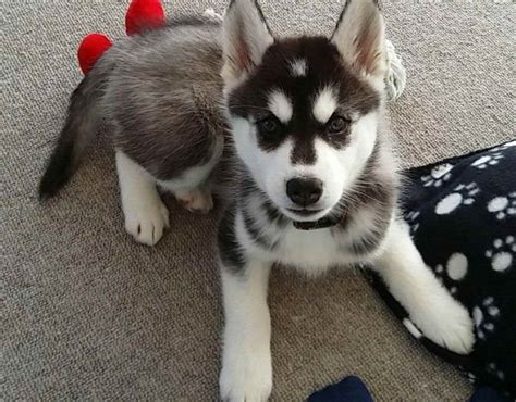 Alaskan Malamute Siberian Husky Mix Puppies | PETSIDI