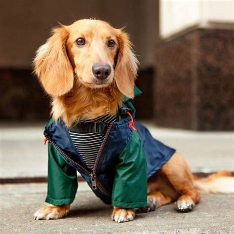 The Best Dog Clothing Brands for Stylish Pet Clothes | Dog clothing ...