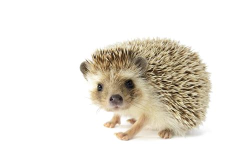 Hedgehog PNG Transparent Images, Pictures, Photos