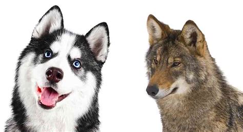 Husky VS Wolf Whats The Difference Between A Husky And Wolf Arctic Wolf ...