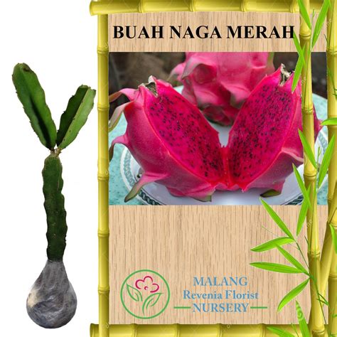 Jual Tanaman Buah Naga Merah (Tinggi 30-50 cm) | Shopee Indonesia