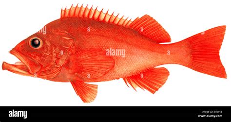 Rose Fish, Ocean Perch (Sebastes marinus), drawing Stock Photo - Alamy