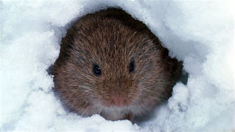 To the Vole Cave! - The New York Times