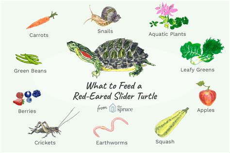 illustration of what to feed a red-eared slider turtle | Slider turtle ...