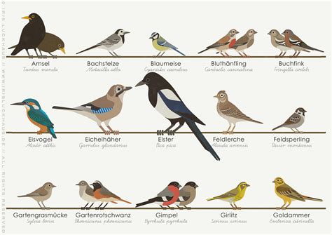 Identification Chart for European Songbirds on Behance