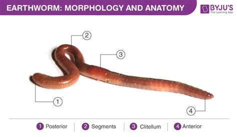 Segmented Worm Diagram