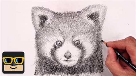 Details 78+ sketch of red panda super hot - in.eteachers