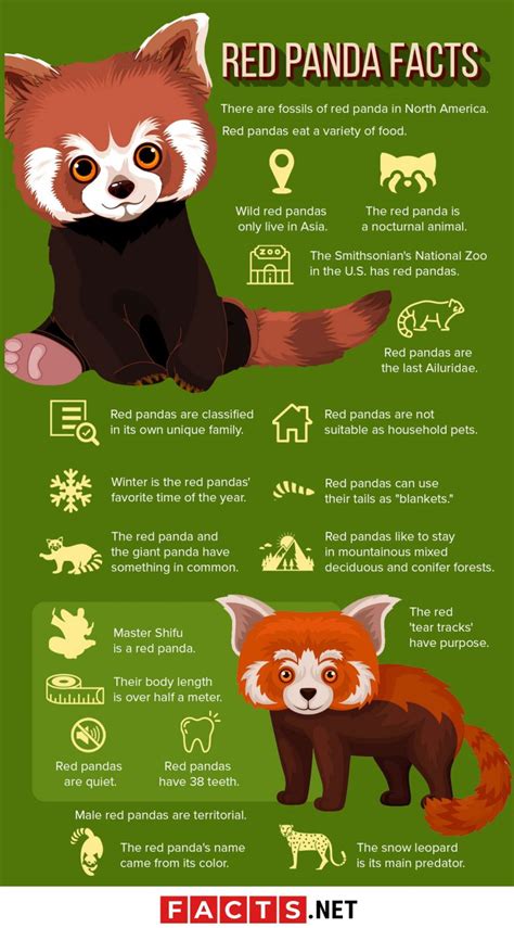 50 Adorable Facts About The Red Pandas You Have To Know - Facts.net