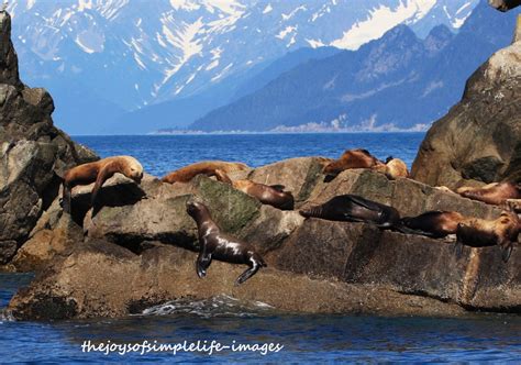 The Joys of Simple Life: Kenai Fjords National Park Wildlife Part 1