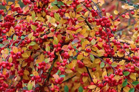 The most beautiful autumn shrubs for fall color - Dear Plants