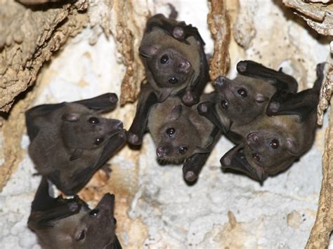 Bat Habitat - Bat Facts and Information