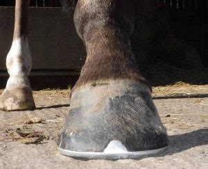 Barefoot horse racing - The Equine Podiatry Association