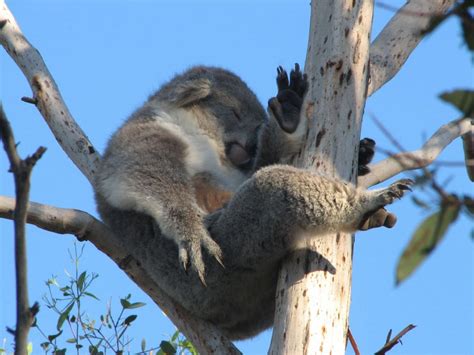 The fingerprints of a koala are so indistinguishable from humans that ...