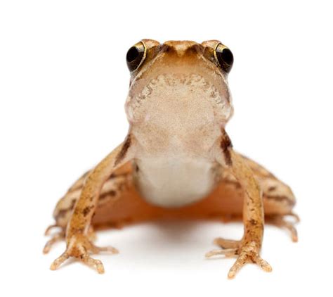 Top 60 Frog Front View Stock Photos, Pictures, and Images - iStock