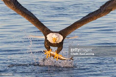 498 Eagle Catching Fish Stock Photos, High-Res Pictures, and Images ...