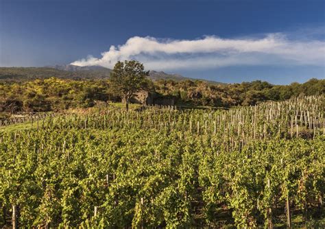 A Quick Guide to Sicilian Wine | Verve Wine Blog