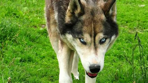 Are Husky Wolf Mix Good Dogs