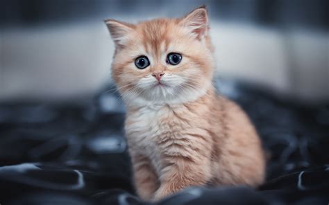 3840x2400 Cute Kitten 4k 4K ,HD 4k Wallpapers,Images,Backgrounds,Photos ...