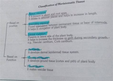 Classification of Meristematic Tissue Apical meristem It is present in sh..