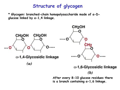 Diagram Of Glycogen - Photos Cantik