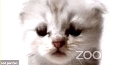 Zoom Cat Lawyer GIFs - Find & Share on GIPHY